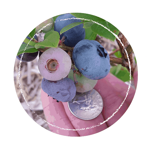 Cluster of blueberries in comparison to a US quarter to show scale in preparation for blueberry picking. 